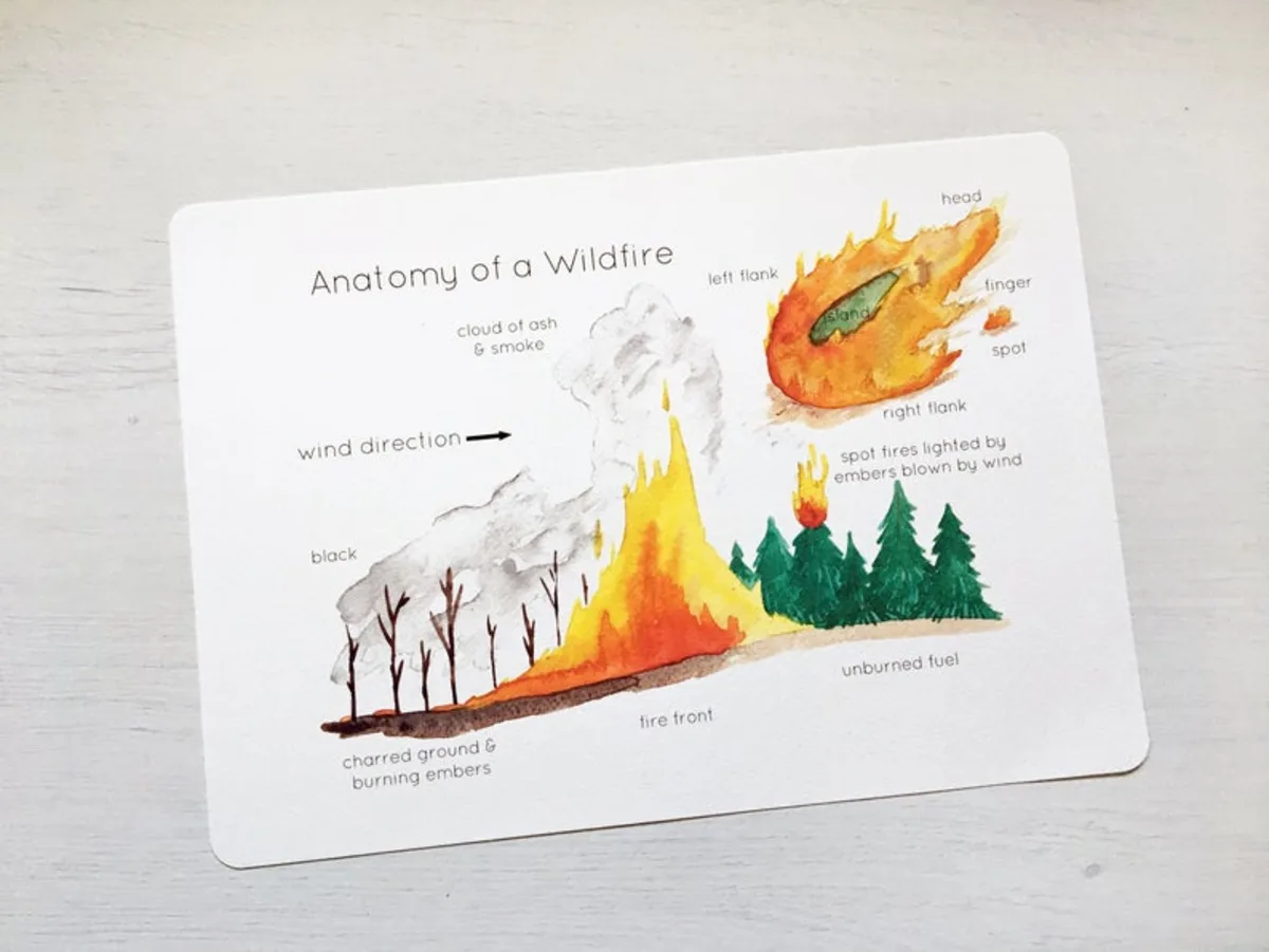 An educational teaching resource from Fiddleticks Education entitled Anatomy of a Wildfire Poster | Printable Science / Geography Educational Poster downloadable at Teach Simple.