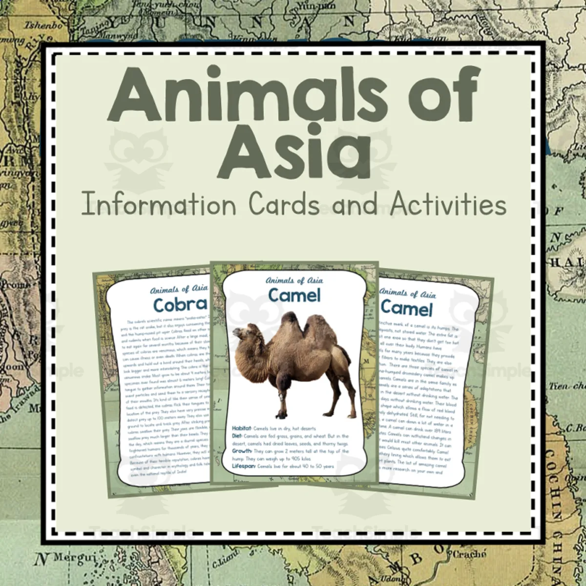 An educational teaching resource from Simply Schoolgirl entitled Animals of Asia | Asia Unit Study | Geography Bundle downloadable at Teach Simple.