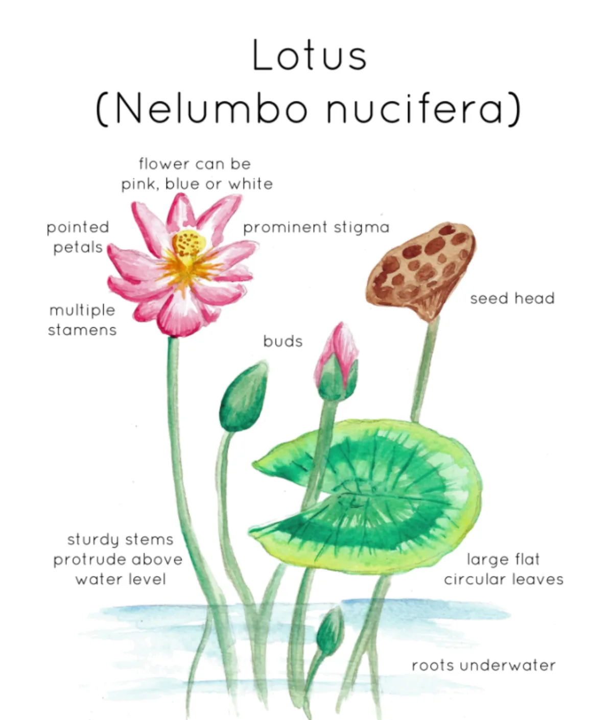 An educational teaching resource from Fiddleticks Education entitled Lotus Plant Anatomy Printable Poster downloadable at Teach Simple.