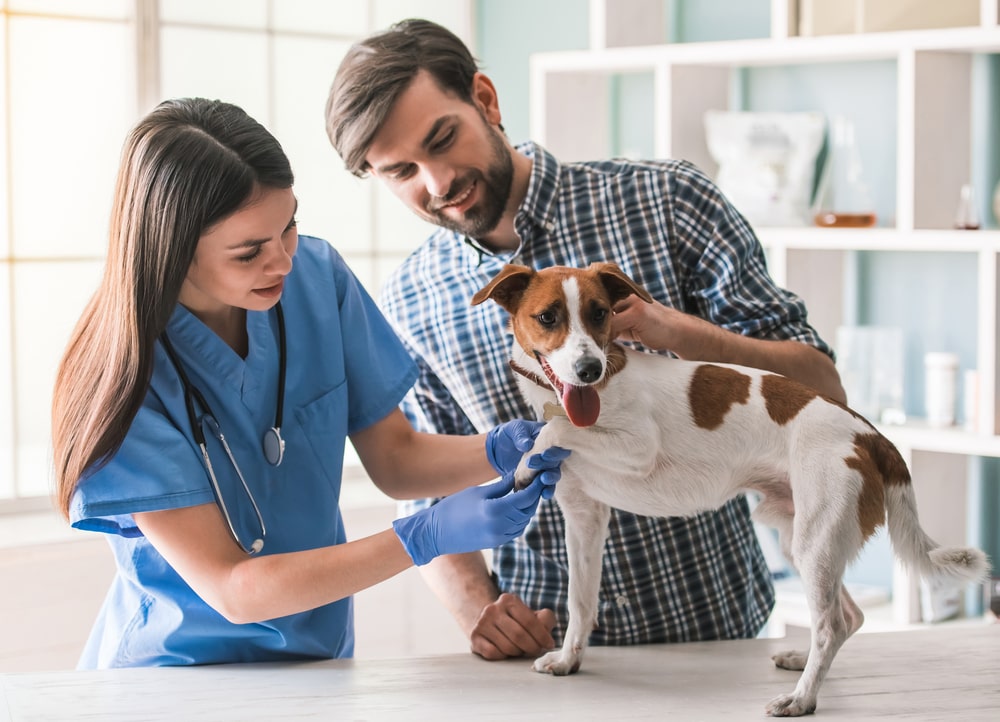 How To Become A Veterinarian - Degreechoices.com