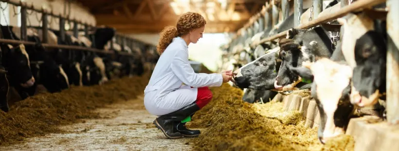 Veterinarian