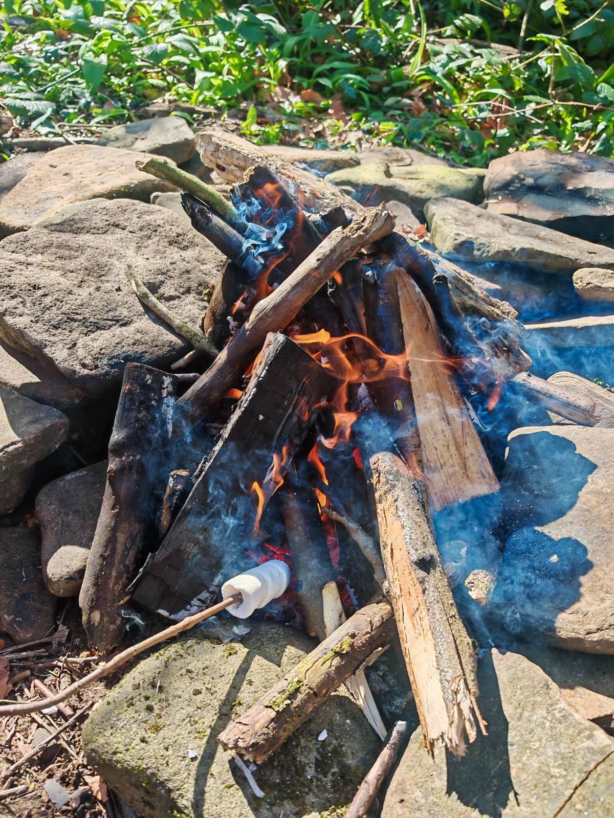 Campfire in woodland setting