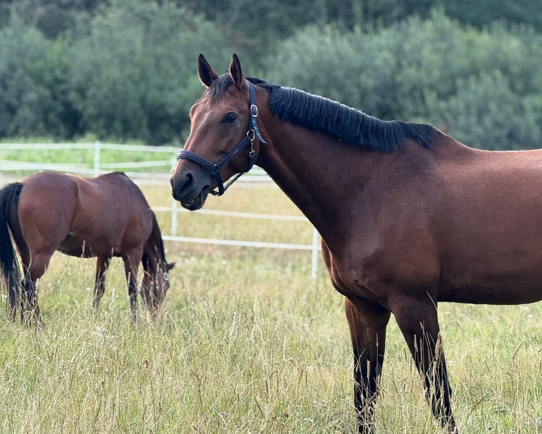 Klubbförsäljning HT-25 CocaCola, CocaCola Zero och Fanta
