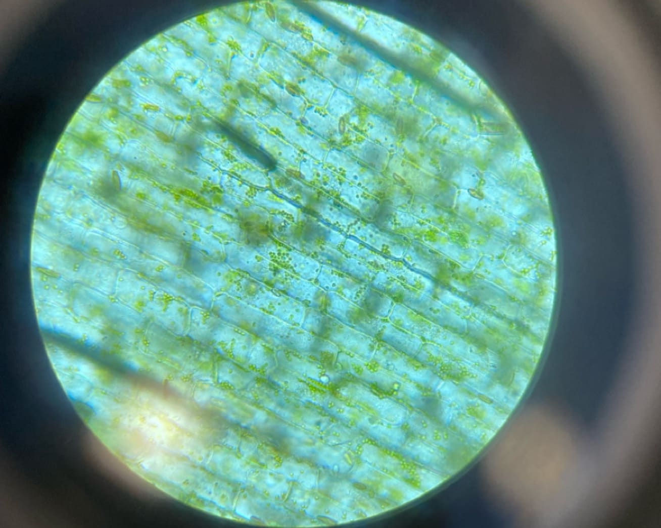 Minervagymnasium N24B