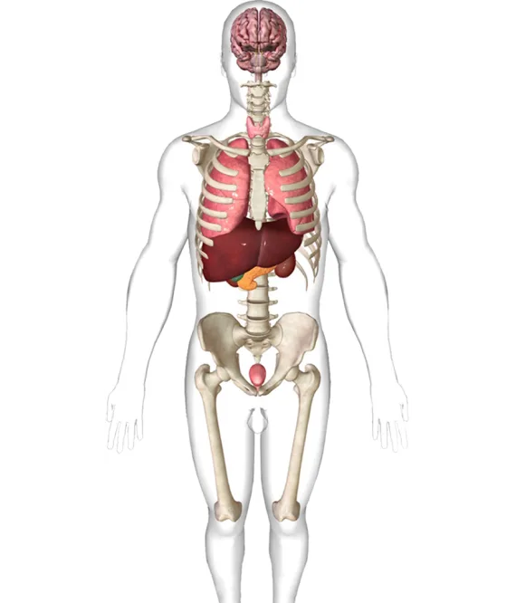 The Human Skeleton