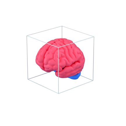 Human brain