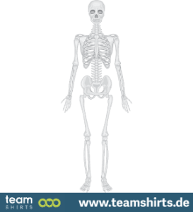 Menschliches Skelett