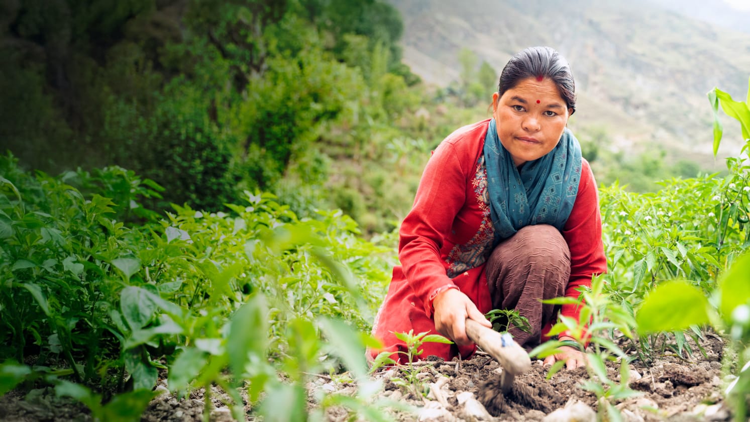 A woman kneels down in a field of plants and uses a gardening tool in the soil.