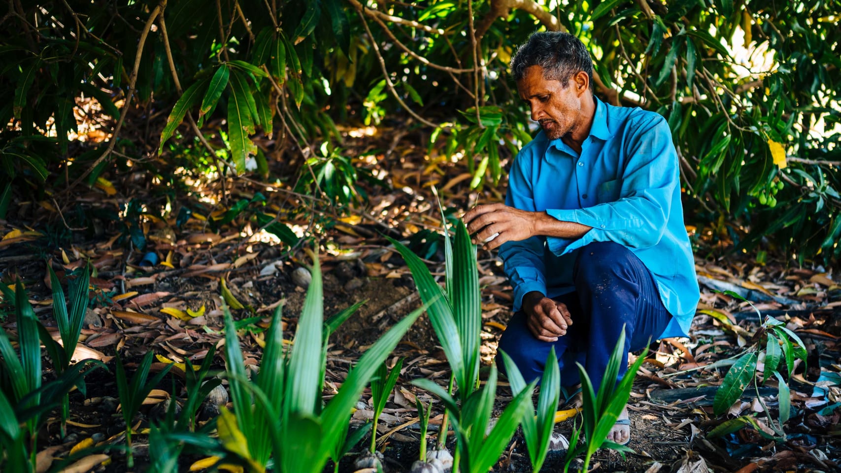 Um agricultor vestindo uma camiseta azul, ajoelhado no chão verificando suas plantações.