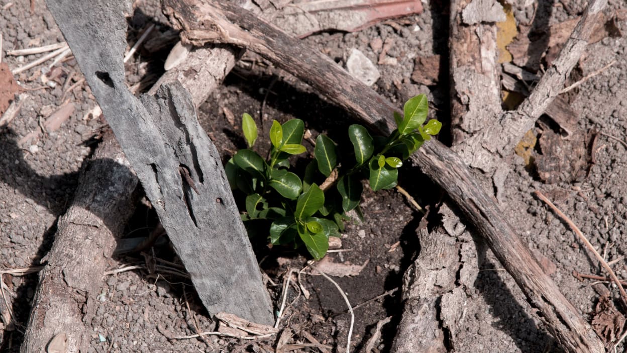 The shoot of a young tree growing from dry ground