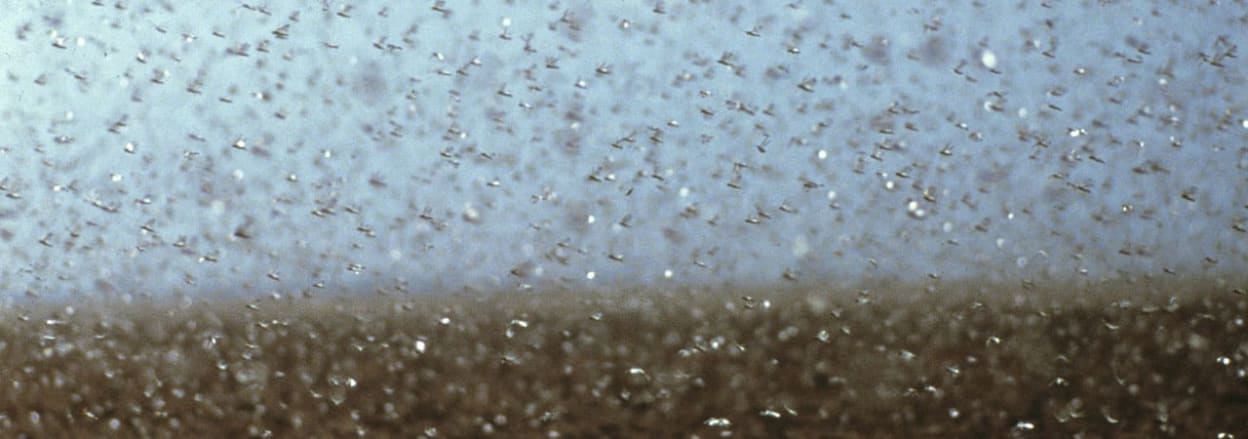 Locusts swarming