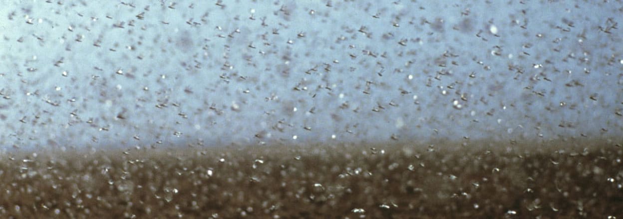 Locusts swarming