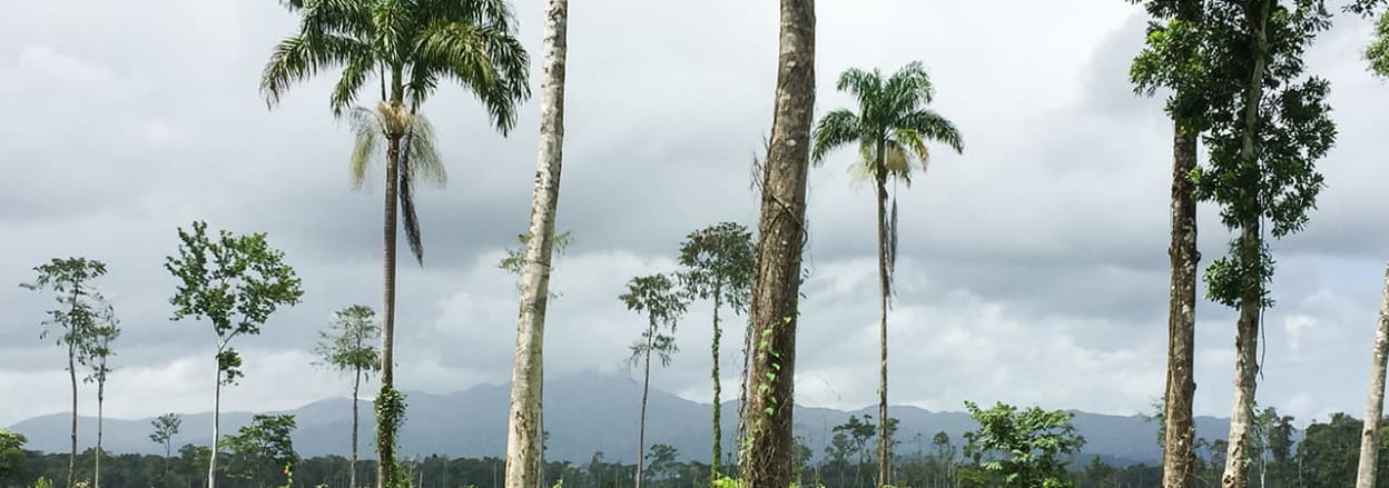 Palm trees