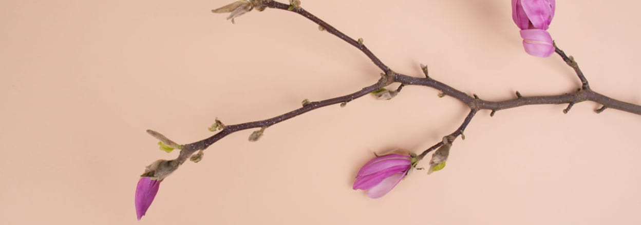 buds on a branch