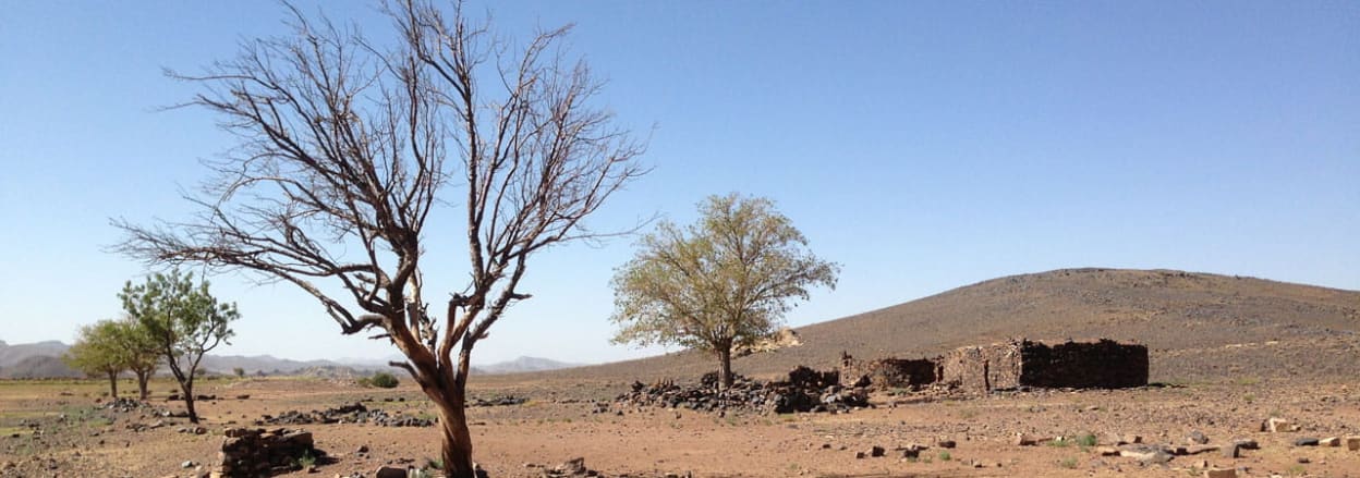 Balochistan dry land bare tree