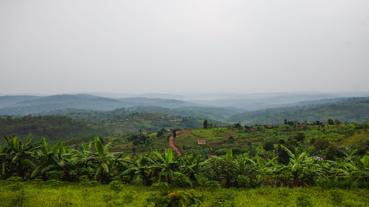 Tropical green landscape in Rwanda stretches away to the horizon