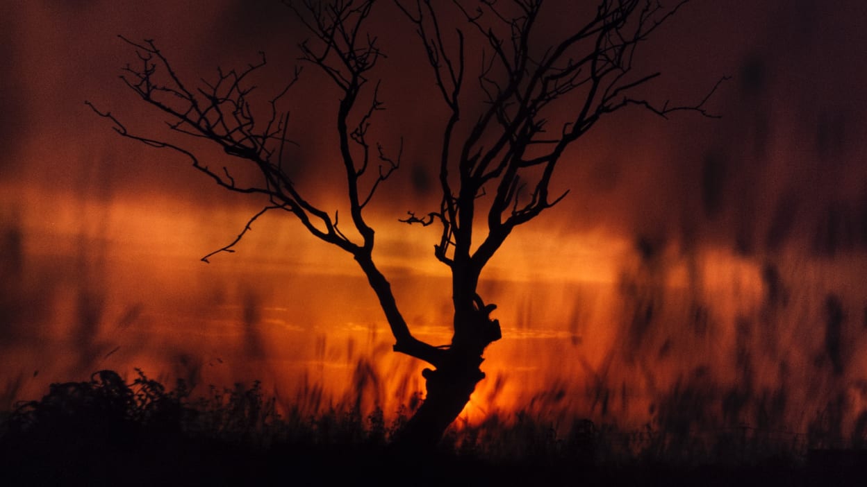 Wildfire leaves a burned tree silhouetted against flames. Spain and Greece are experiencing wildfires as a result of anticyclone Charon, a weather event that seems to be exacerbated by climate change.