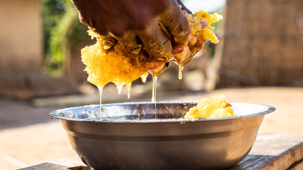 Hands squeeze  raw honey from the honeycomb into a bowl. The health benefits of honey are well documented, and now, for Ezequiel in DRC, honey is helping him provide a way to beat poverty.