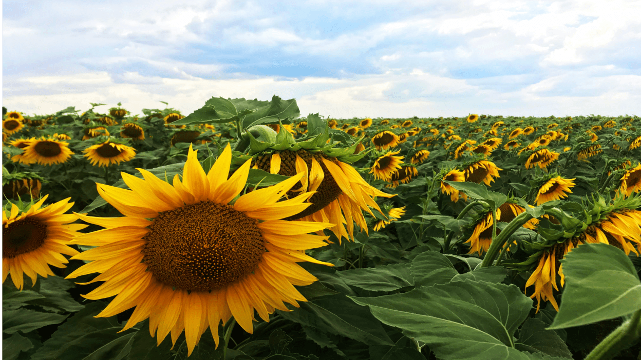 Bright yellow sunflowers grow in a field in Ukraine with blue sky above. Sunflowers have been a symbol of peace in Ukraine for many years.