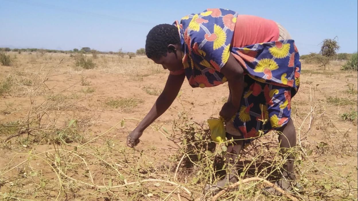 Achilla, in a brightly-coloured dress, bends to search for leaves on the dusty ground. 