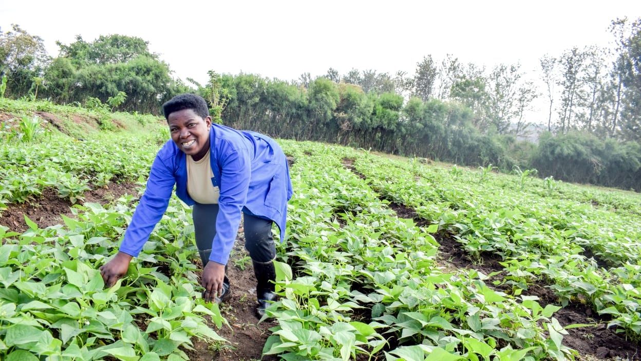A Rwandese woman dressed in blue overalls smiles as she tends to her crop, a large field of beans.