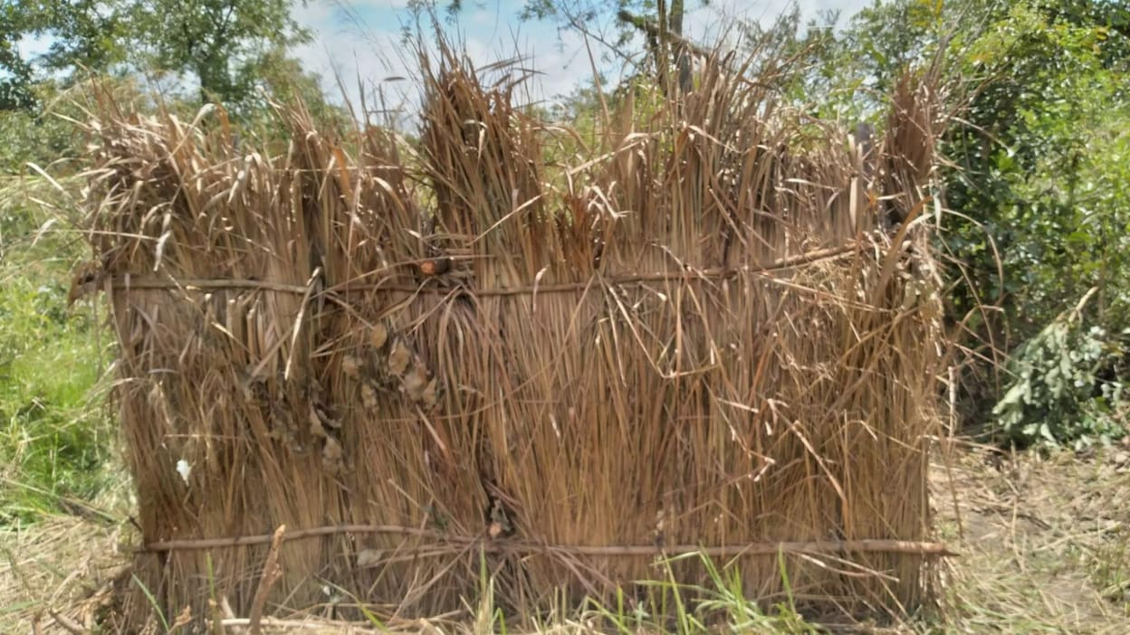 A pit latrine surrounded with a straw screen, behind you can see trees.