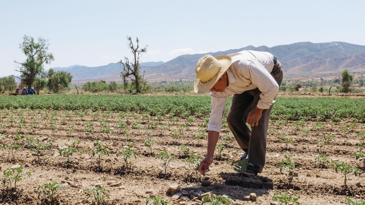 Un agriculteur bolivien se penche pour irriguer les cultures de son champ entouré de montagnes.