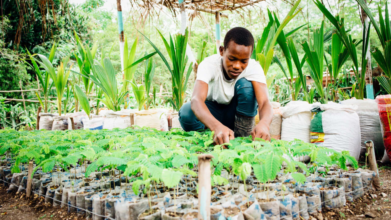 Um homem no Haiti cultivando mudas de árvores