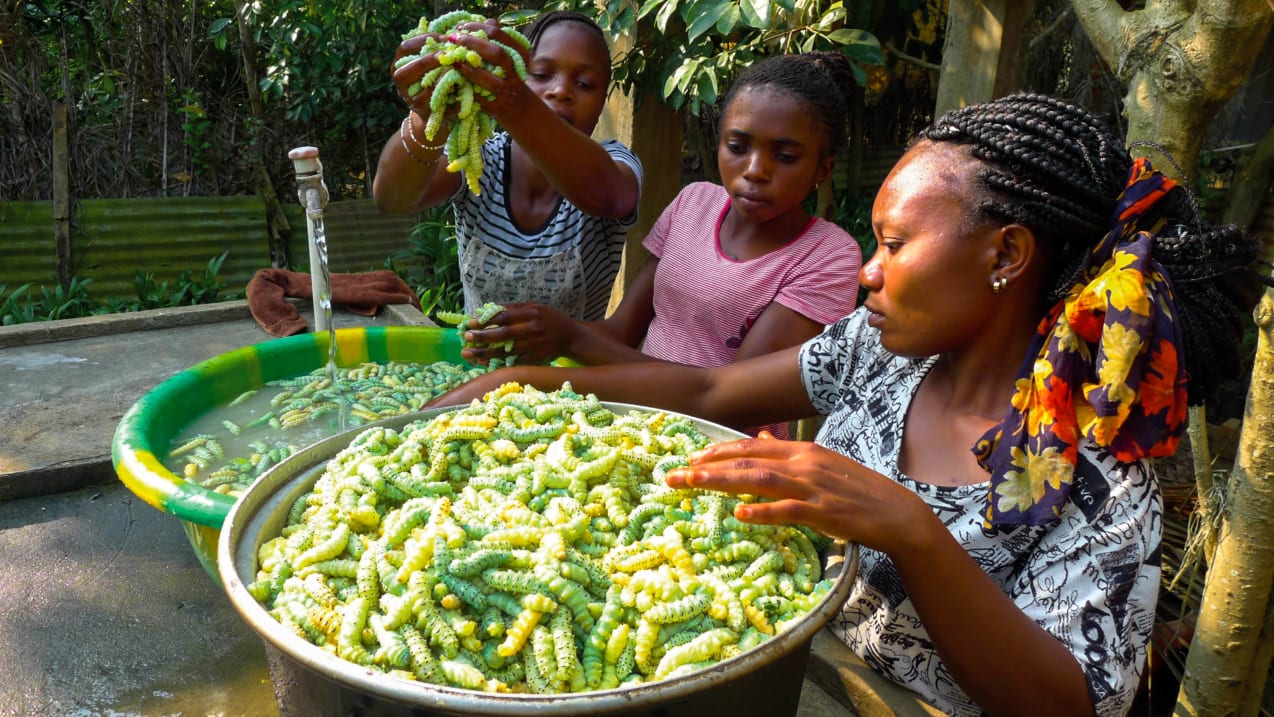 Dans un grand bol, trois femmes de la République démocratique du Congo nettoient des chenilles récoltées dans les arbres entourant leur village.