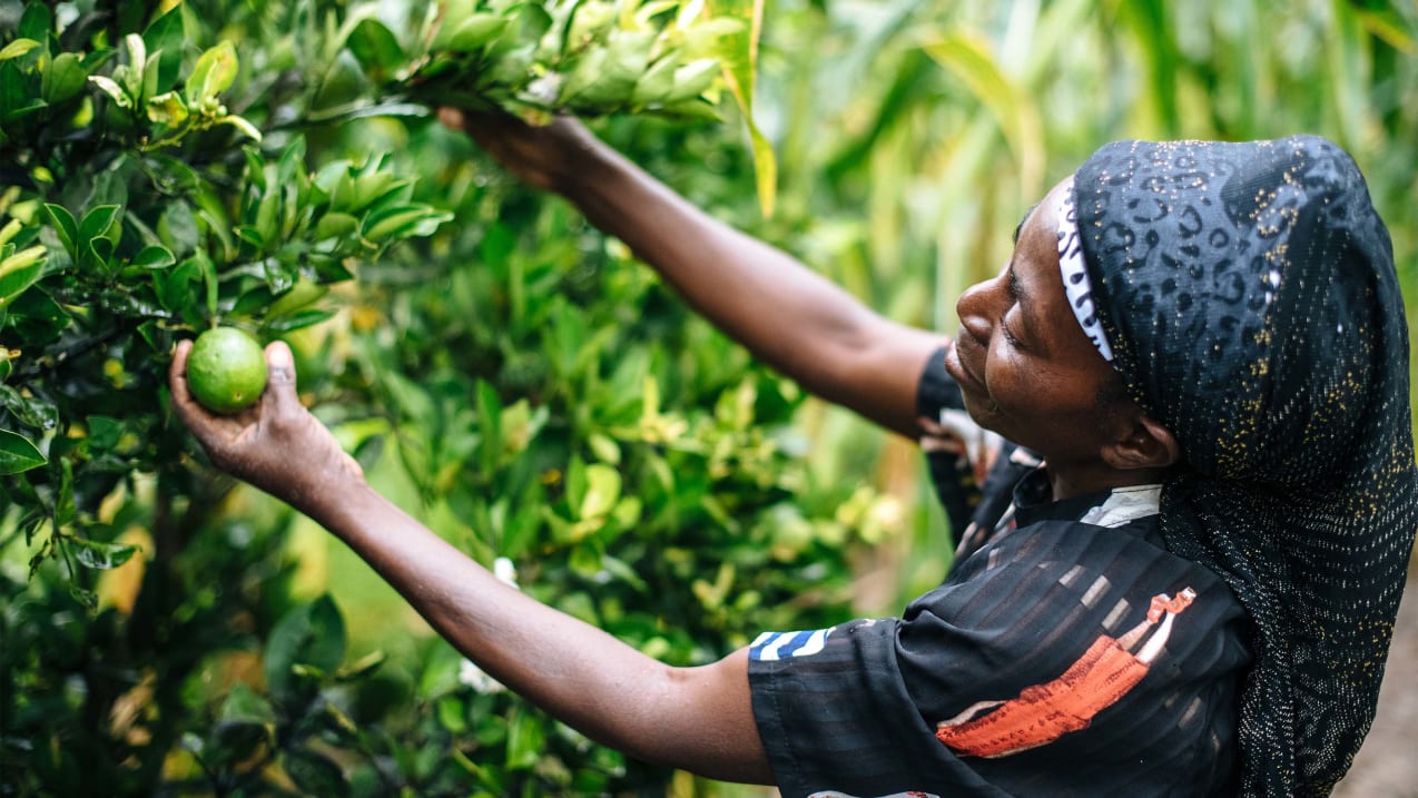 Person picking fruit. Credit: Tom Price-Ecce Opus/Tearfund