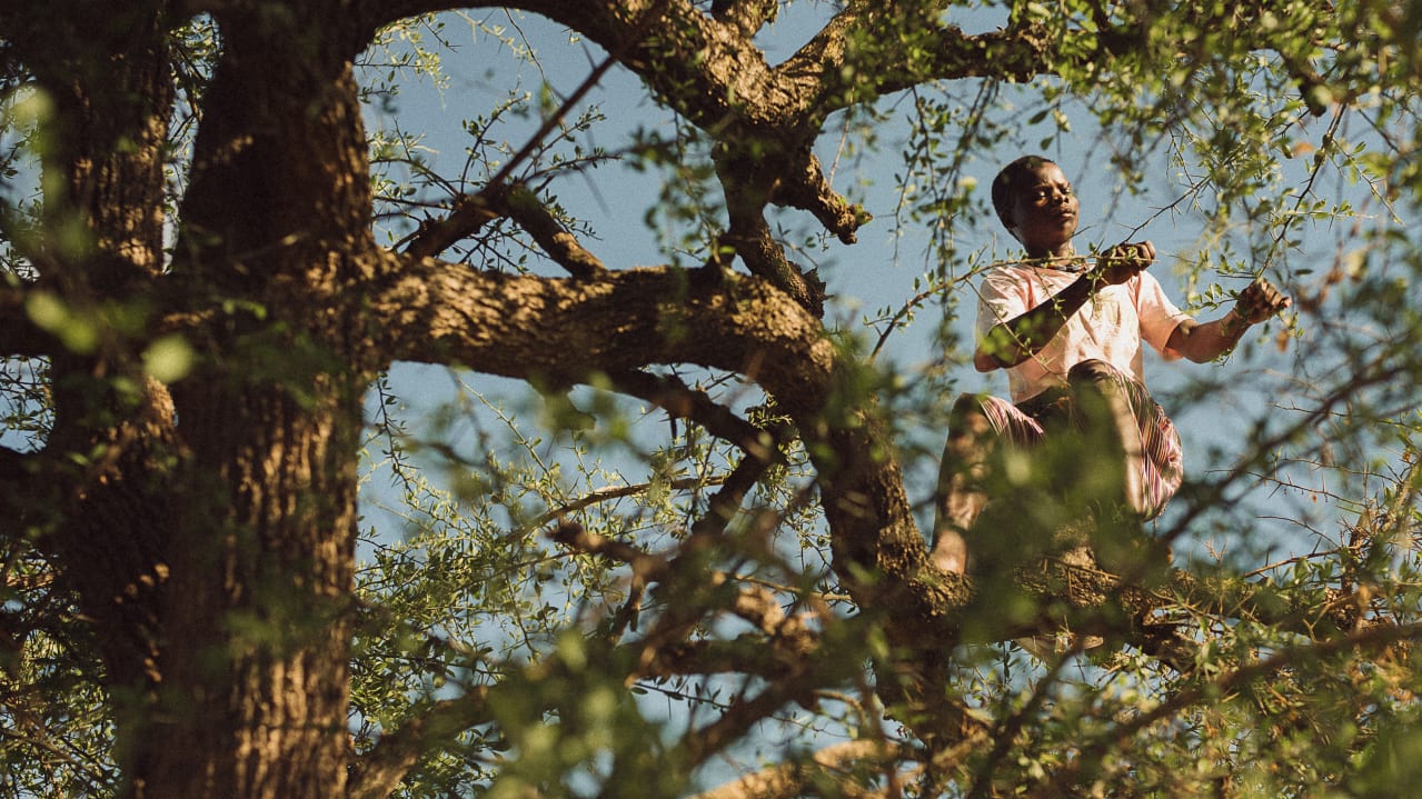 A person sits on tree limb, reaching for a branch. Sky peeks through the leaves.