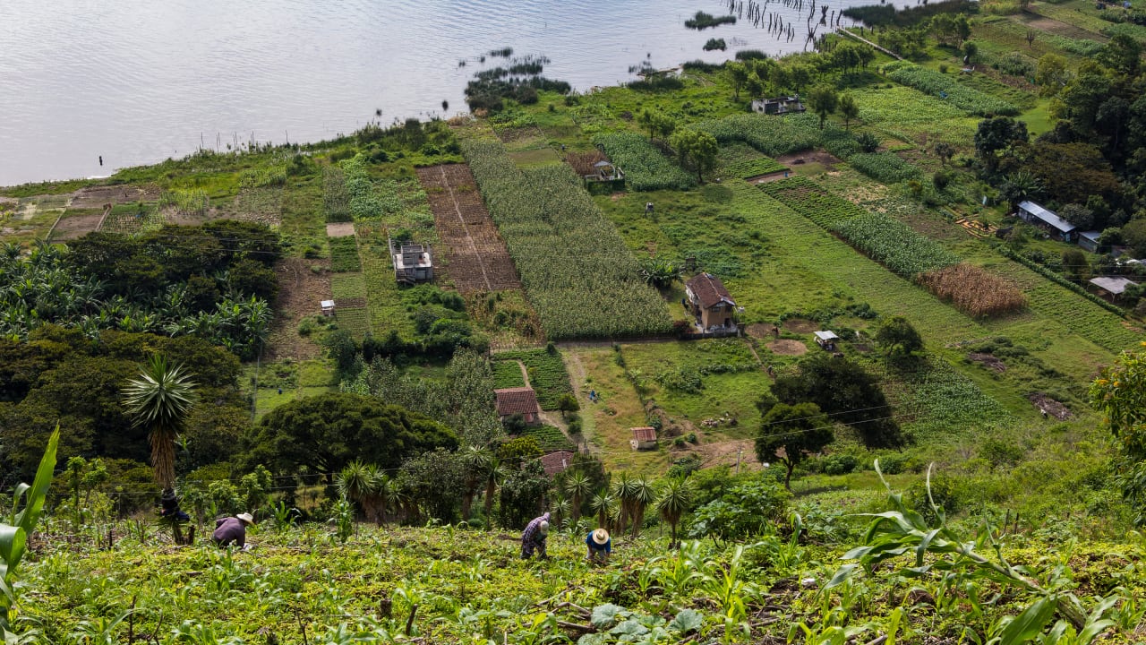 Men work in a cornfield in the valley of a green hillside on the edge of water