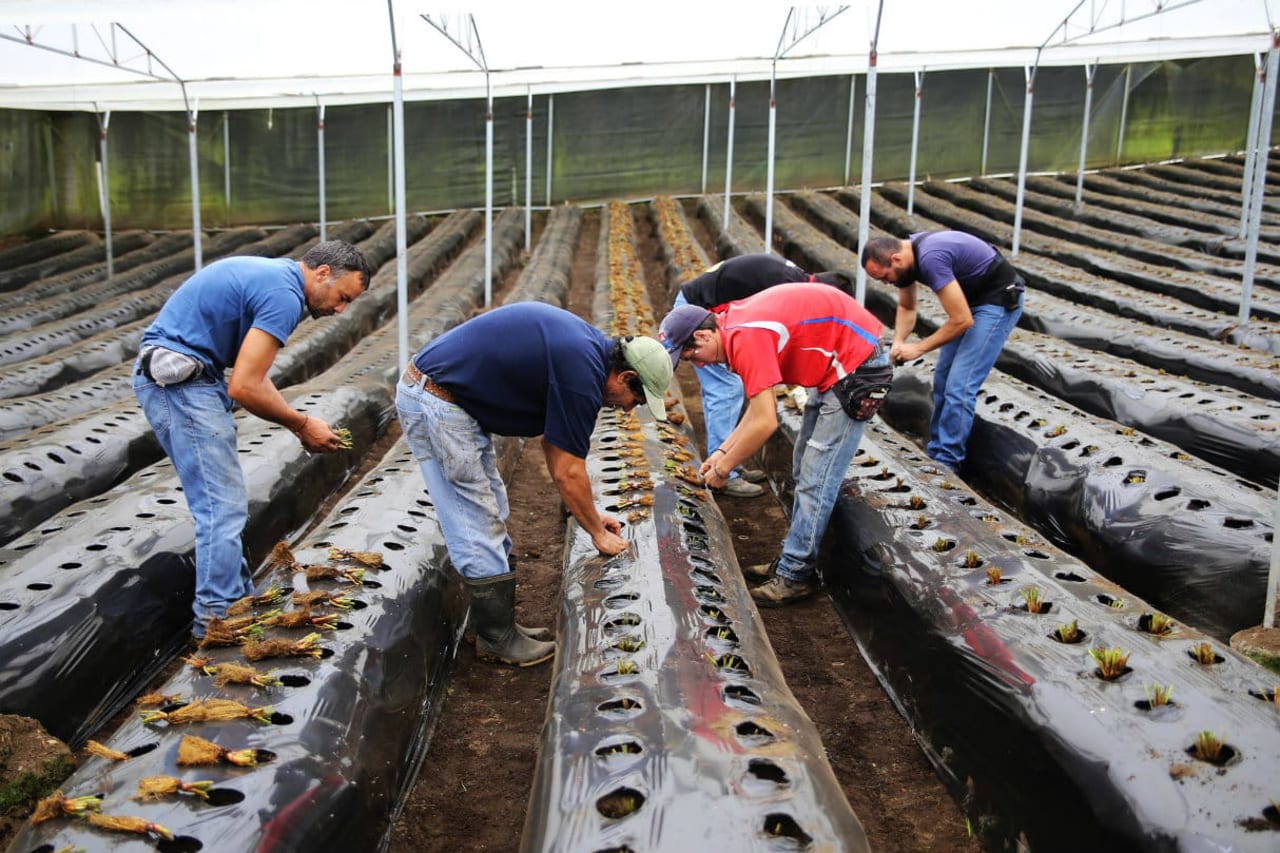 Men working on a farm