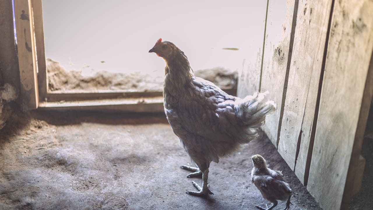 A hen approaches the door of a dusty chicken pen with her chick behind