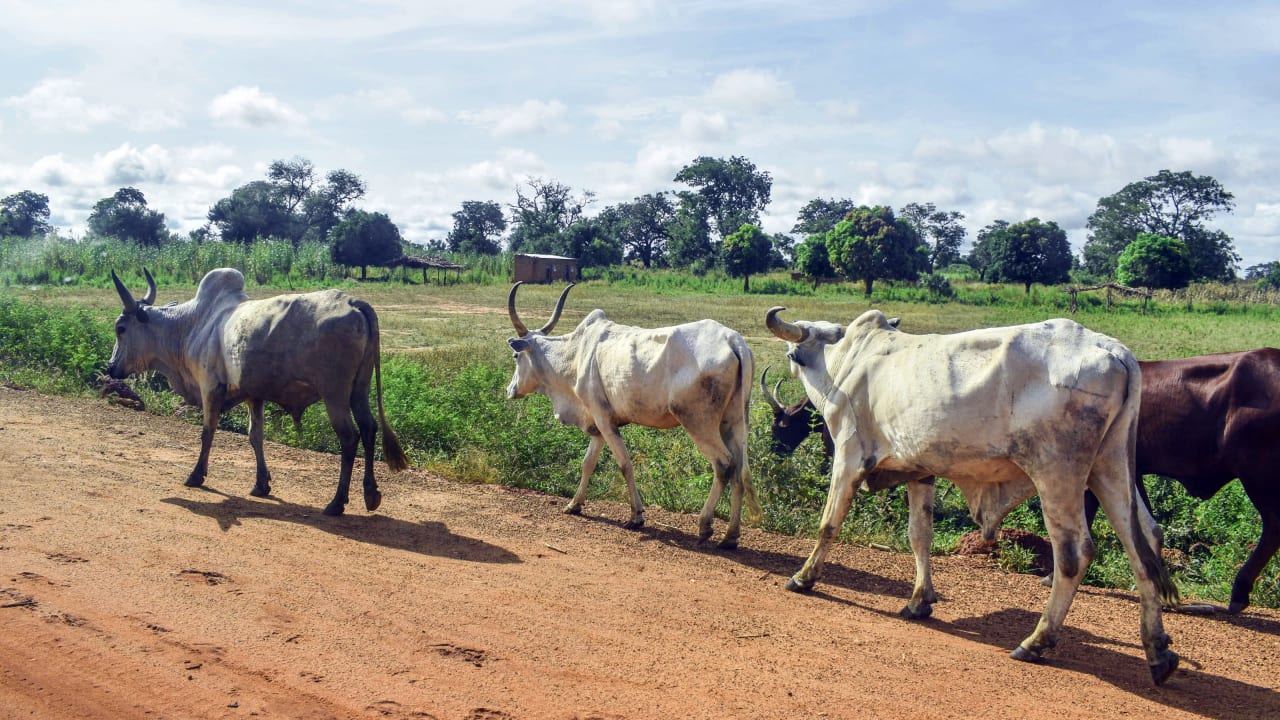 Ganado con grandes cuernos camina por un camino de tierra en Chad 