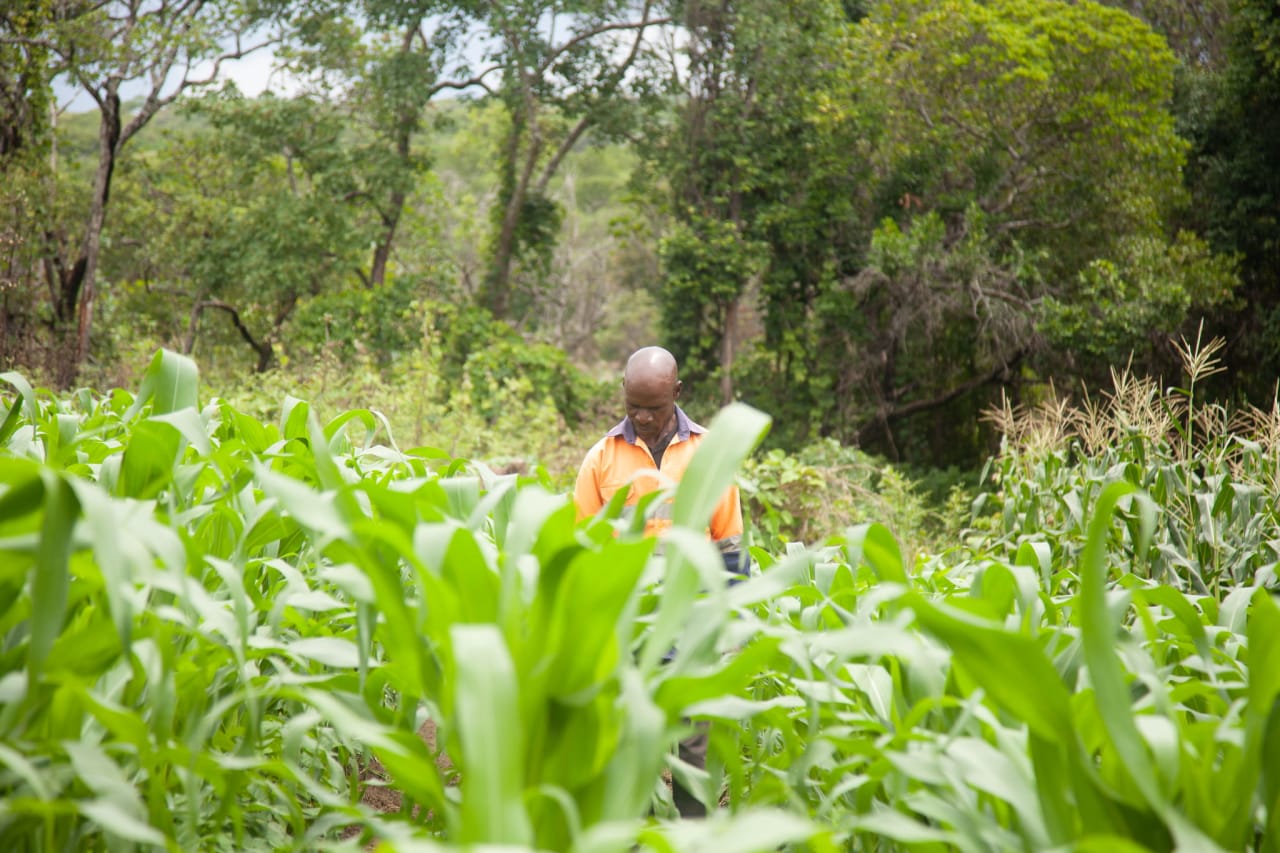 A man in an orange t-shirt walks through crops at the border of a forest.