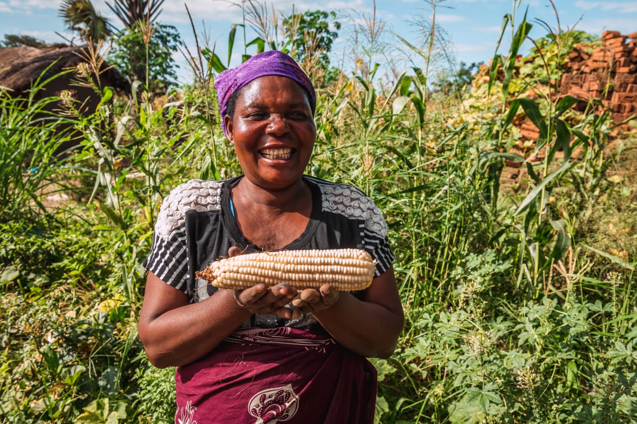 A Malawian woman smiles broadly in front of her maize crop on a sunny day, proudly holding up one of the ripe cobs.