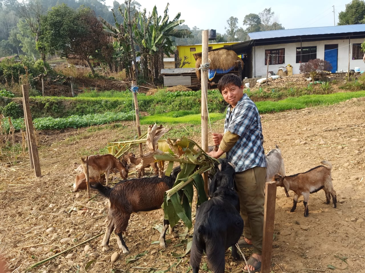 Un nepalí con camisa de cuadros ata plantas verdes a un poste para que coman sus cabras, con árboles y casas al fondo.
