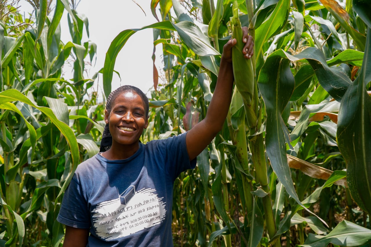 A smiling Ethiopian lady wearing a blue top stands in a tall maize crop and holds on to one of the maize cobs that is growing above her head.