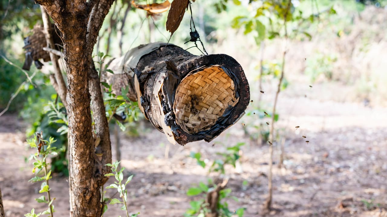 Las abejas trabajan en equipo con organización y comunicación