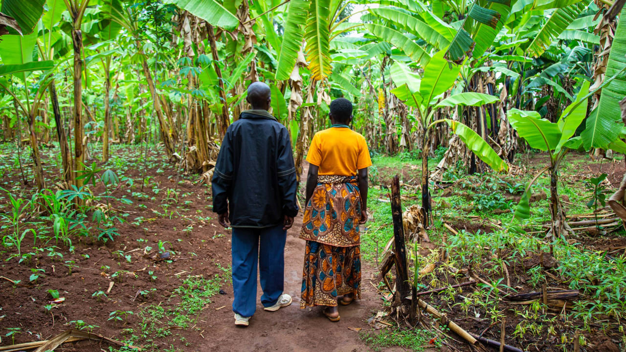 Un hombre que usa un abrigo de lluvia azul marino y una mujer que lleva un vestido estampado naranja y amarillo uno al lado del otro con Su espalda a la cámara en un bosque frondoso y tropical.