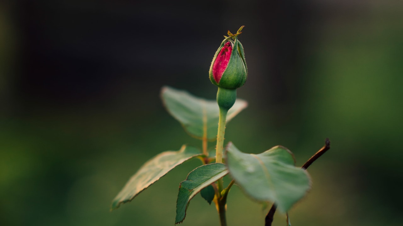 A beautiful rose-bud