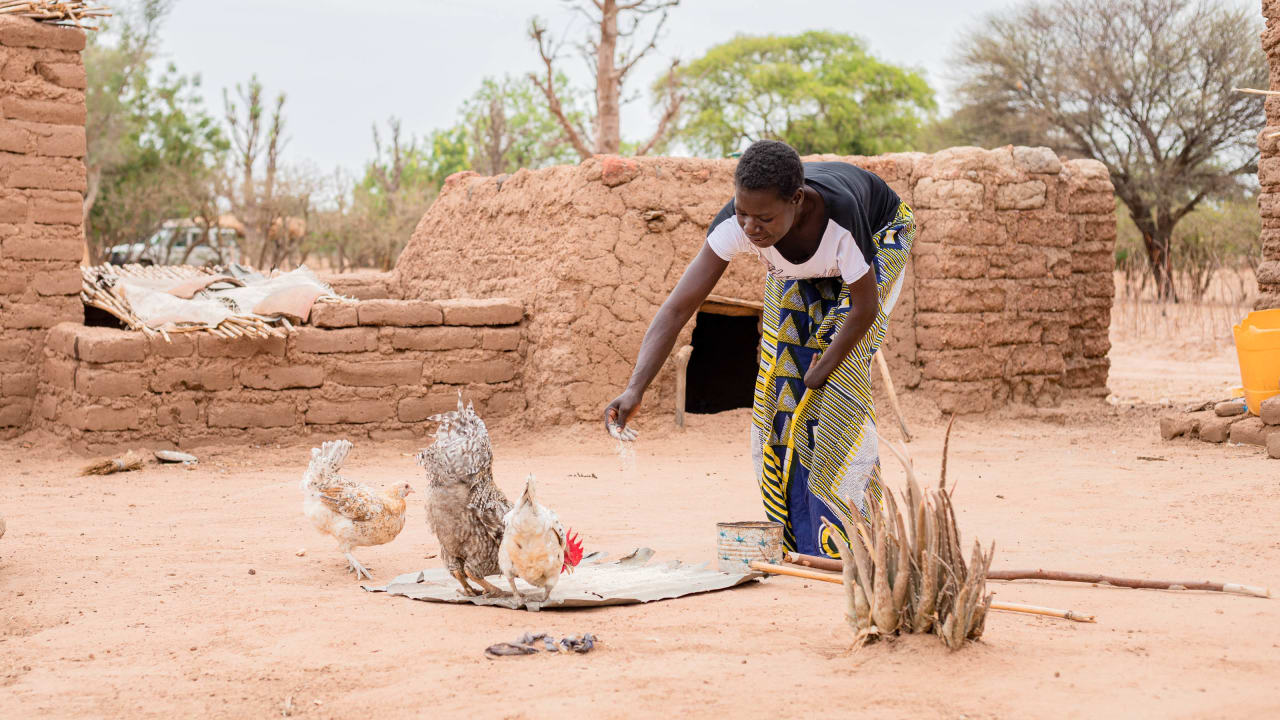 Une femme se tient sur un terrain poussiéreuse et nourrit deux poulets rouges légers qui se promènent autour d'un petit tapis et de briques rouges poussiéreuses.