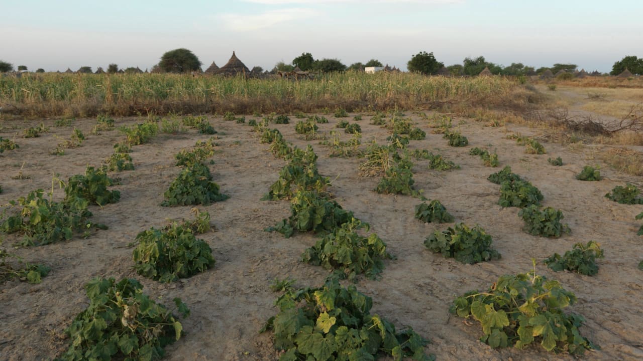 A millet crop grown in Chad struggles to yield due to erratic, exceptionally high temperatures and a lack of rainfall. As a result the crop is ruined and communities are facing extreme hunger.  