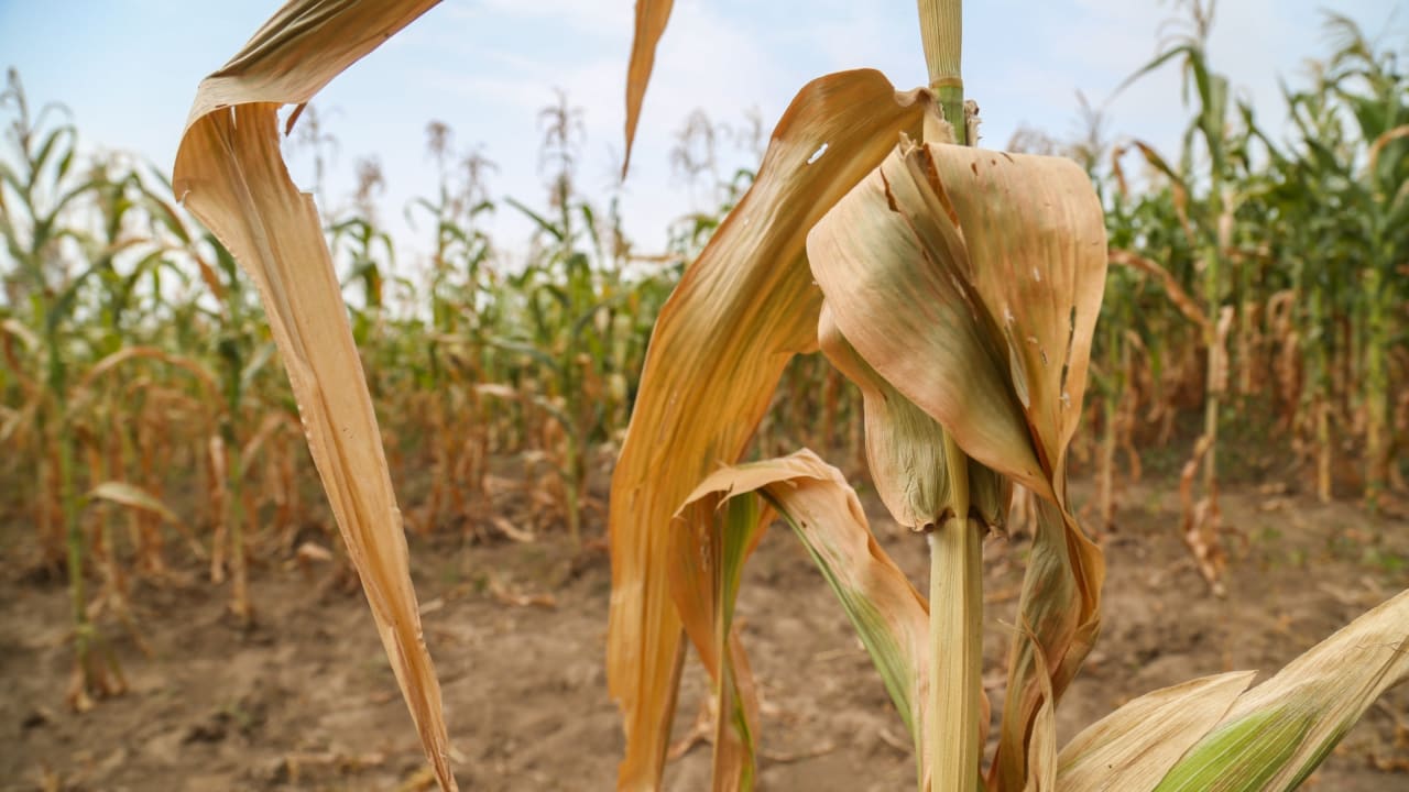 A withered maize plant. The so-called 'green drought' in this part of southern Ethiopia means that while it looks like there are crops in the fields, extremely poor seasonal rains and an invasion of armyworm led to the crops failing.