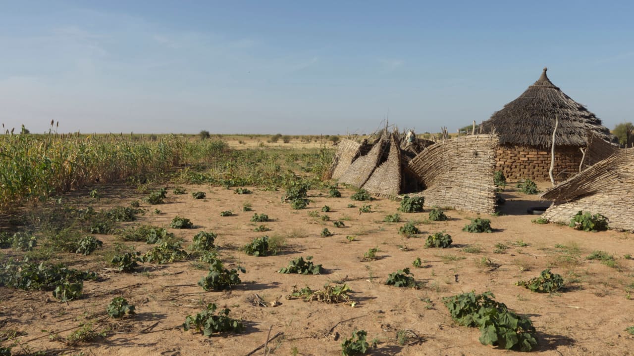 Climate change has brought about erratic temperatures and drought, destroying crops in Chad. 