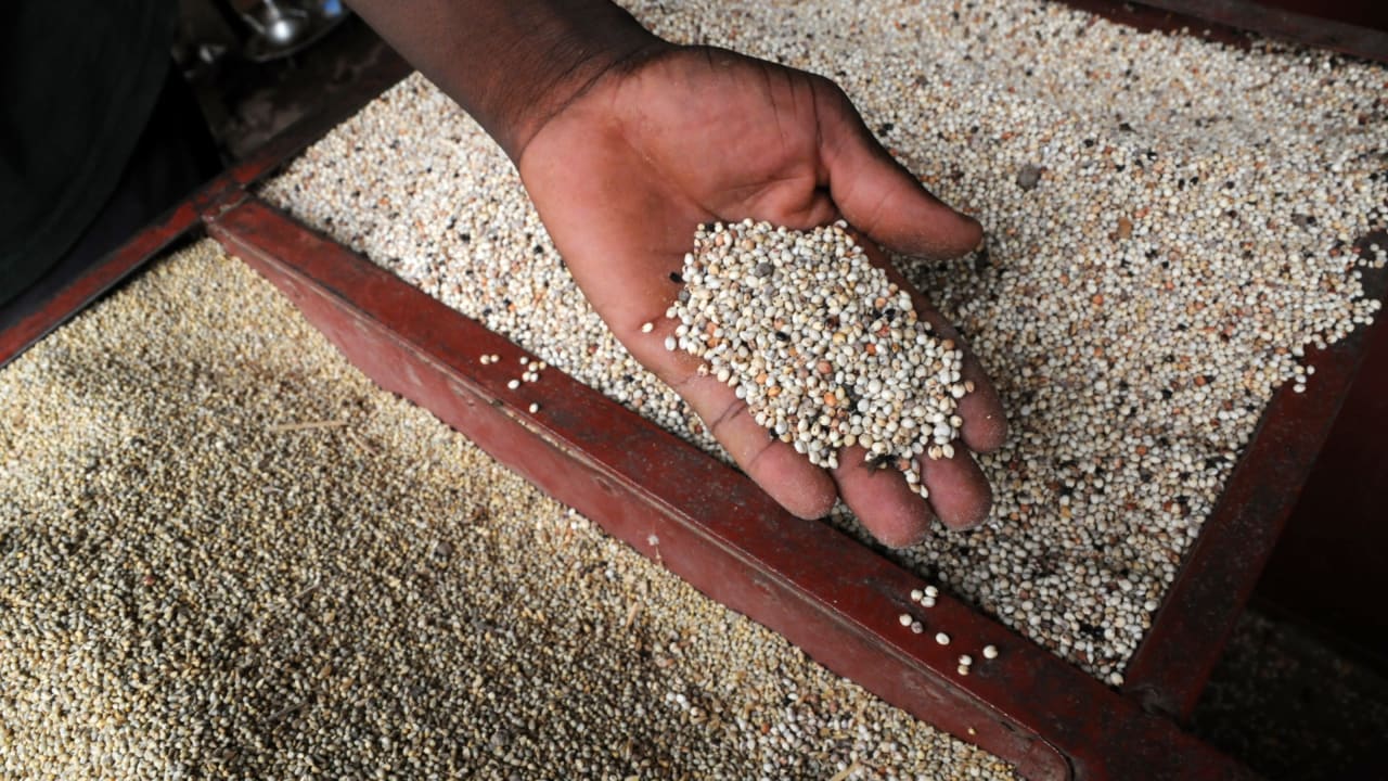 Une main tient du sorgho et du millet au Mali.