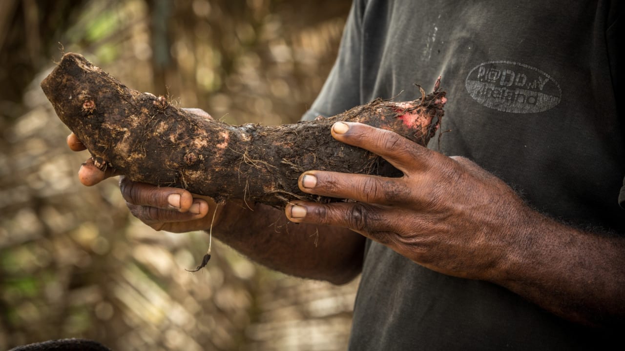 Inam with a rotten tarrow root. This might look safe to eat but the cyclone made the soil waterlogged and root vegetables are now poisonous to eat. Jenny Barthow / Integral Alliance