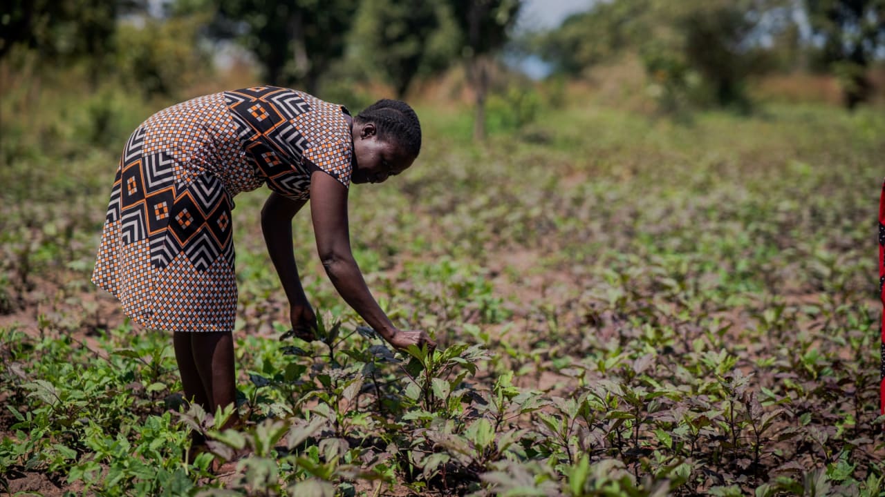 Christine, programme manager for Tearfund partner TEDDO (Church of Uganda Teso Dioceses Planning and Development Office), tends hibiscus plants. 