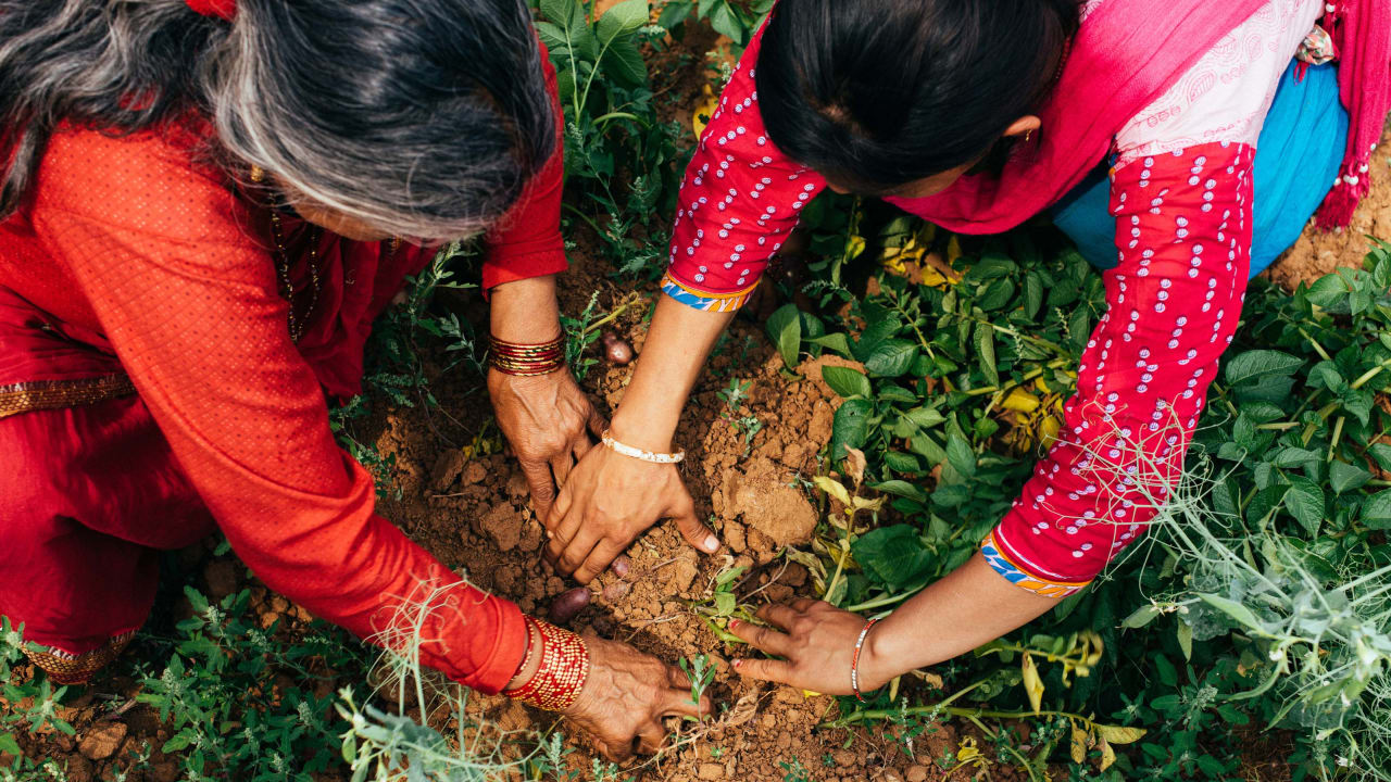 Duas mulheres nepalesas colhendo batatas em uma chácara com as próprias mãos.